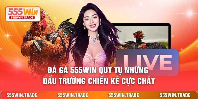 Đá gà 555WIN quy tụ những đấu trường chiến kê cực cháy